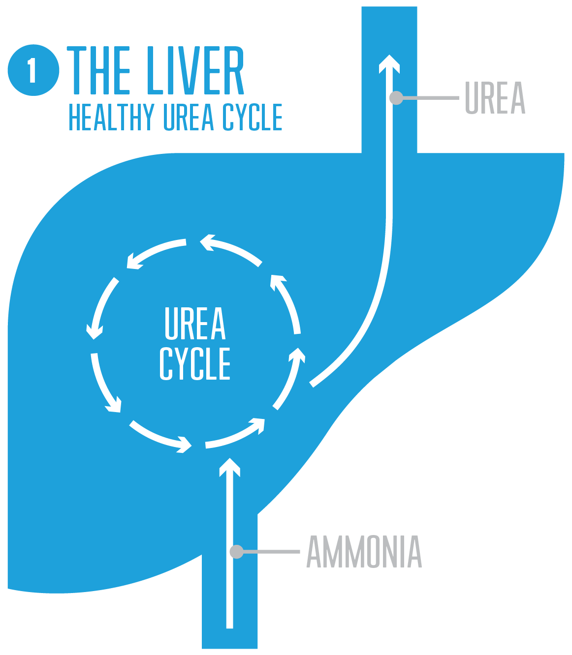 Healthy urea cycle diagram with normal serum ammonia levels and urea production